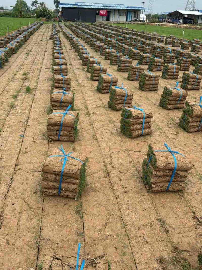 绿化草皮（台湾草，兰引三号，大叶油草）