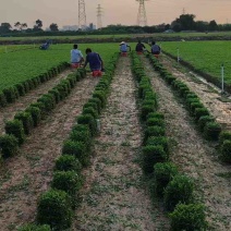 绿化草皮（台湾草，兰引三号，大叶油草）