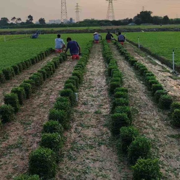 绿化草皮（台湾草，兰引三号，大叶油草）