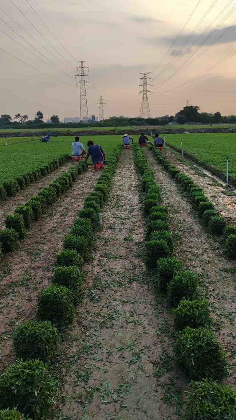 绿化草皮（台湾草，兰引三号，大叶油草）