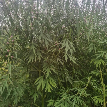 鲜货益母草
