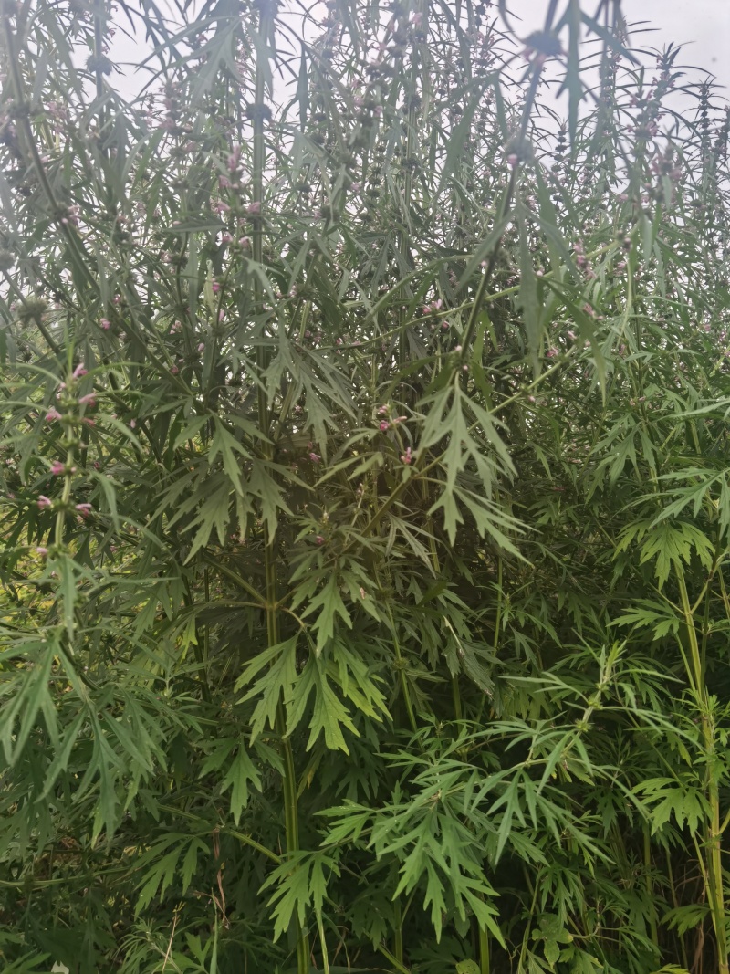 鲜货益母草