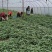 新鲜上市精品红薯叶、番薯叶、地瓜叶、苕尖/薯尖源头直发