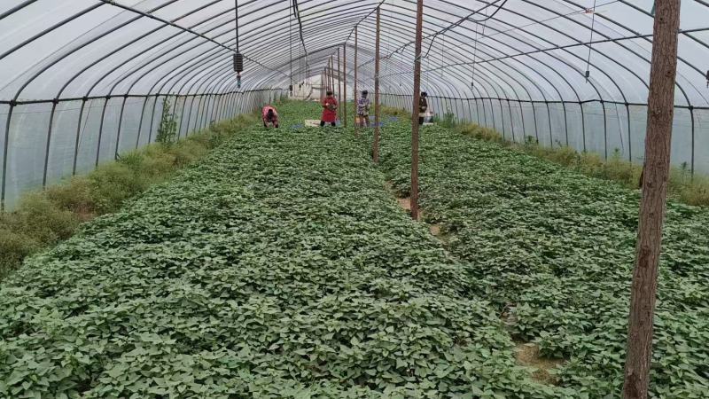新鲜上市精品红薯叶、番薯叶、地瓜叶、苕尖/薯尖源头直发