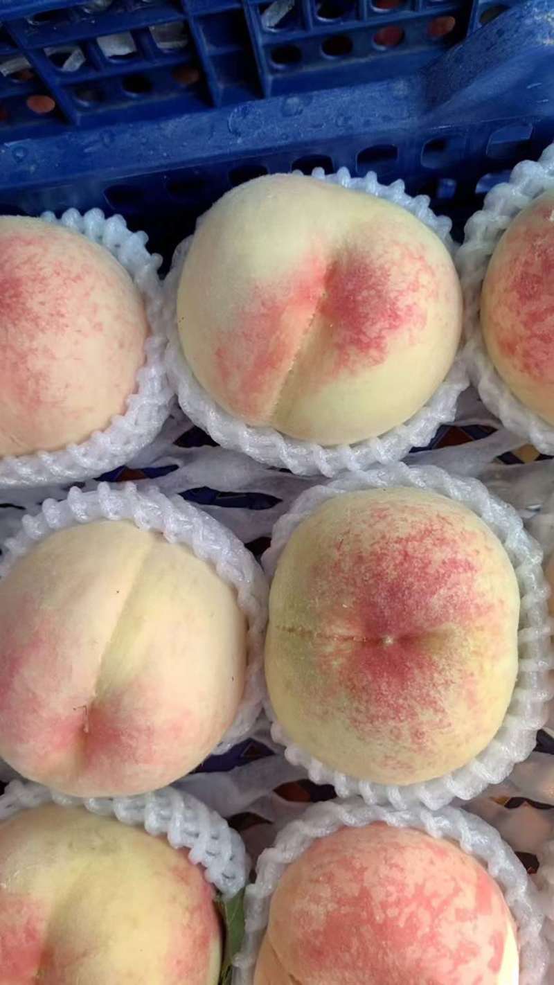 无锡水蜜桃，可一件代发，源头批发，大量有货～