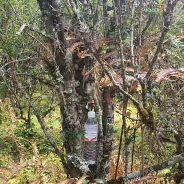 红豆杉树枝树叶（药用））
