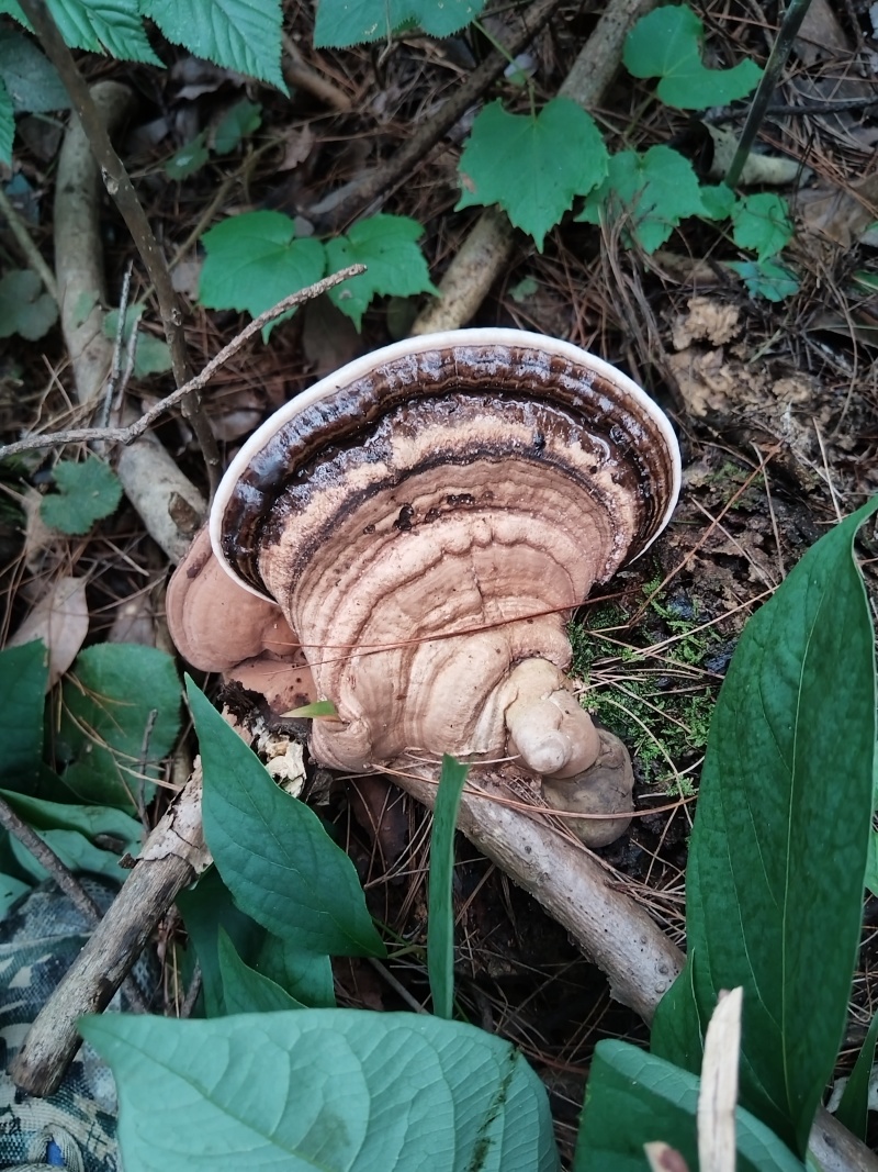 灵芝