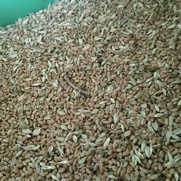 小麦