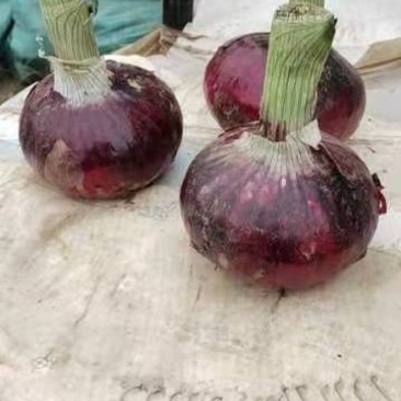 平度水果紫皮圆葱上市