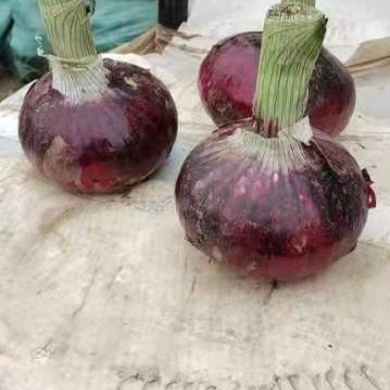 平度水果紫皮圆葱上市