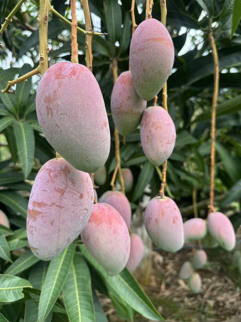 金凤凰芒果