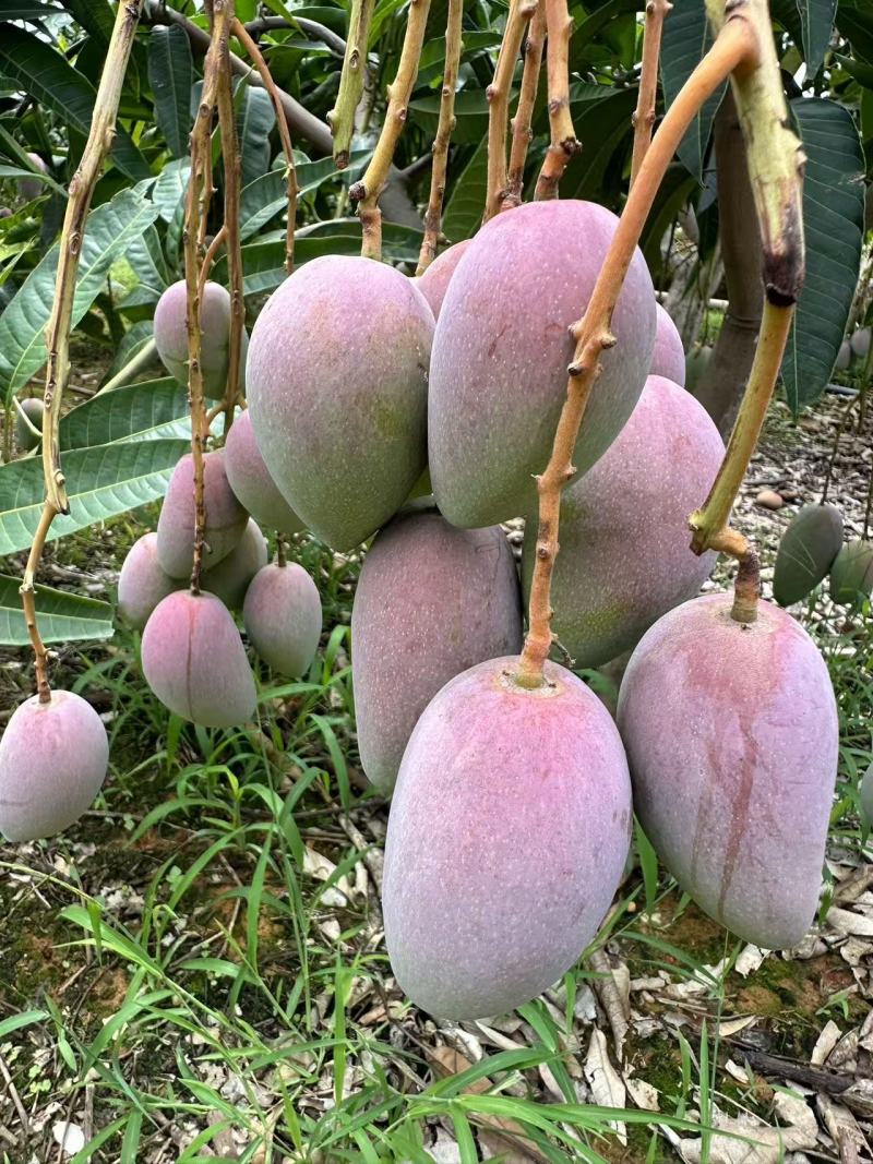 金凤凰芒果