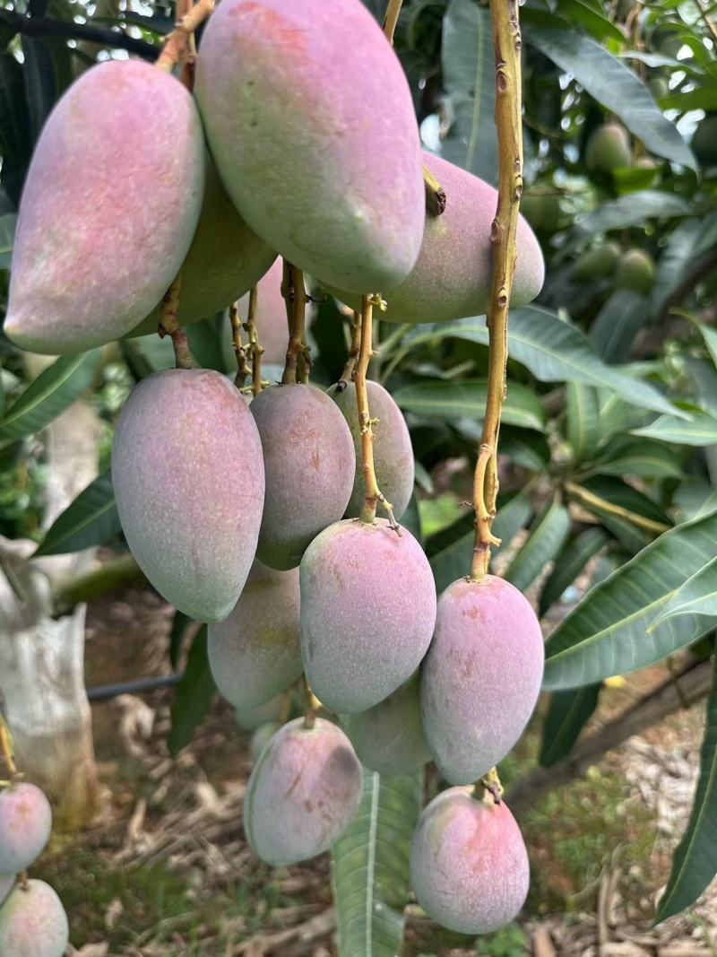 金凤凰芒果
