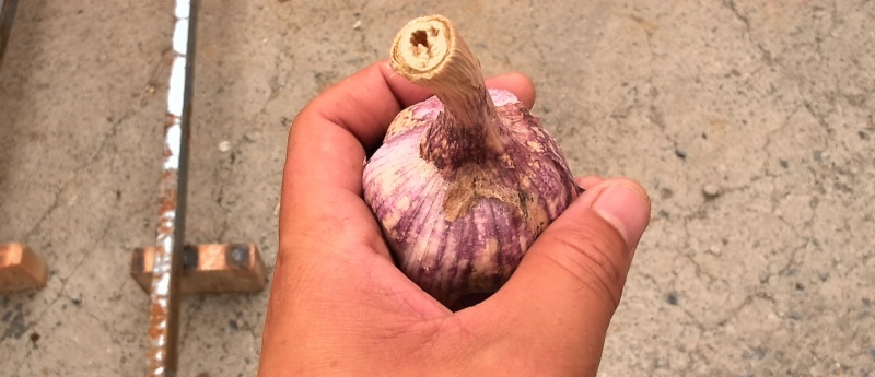大青稞蒜种