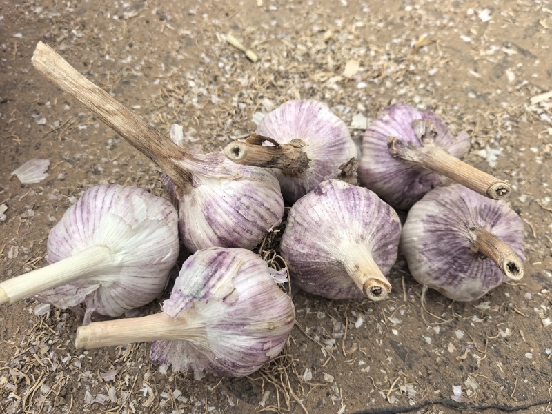 大青稞蒜种