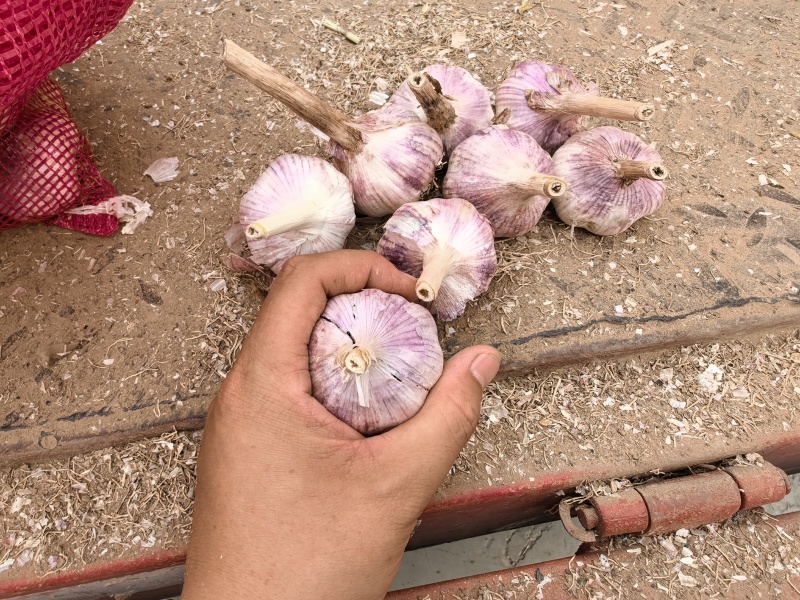 大青稞蒜种