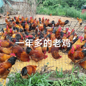 土鸡老鸡