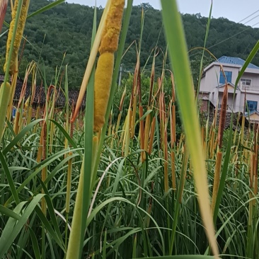 蒲黄