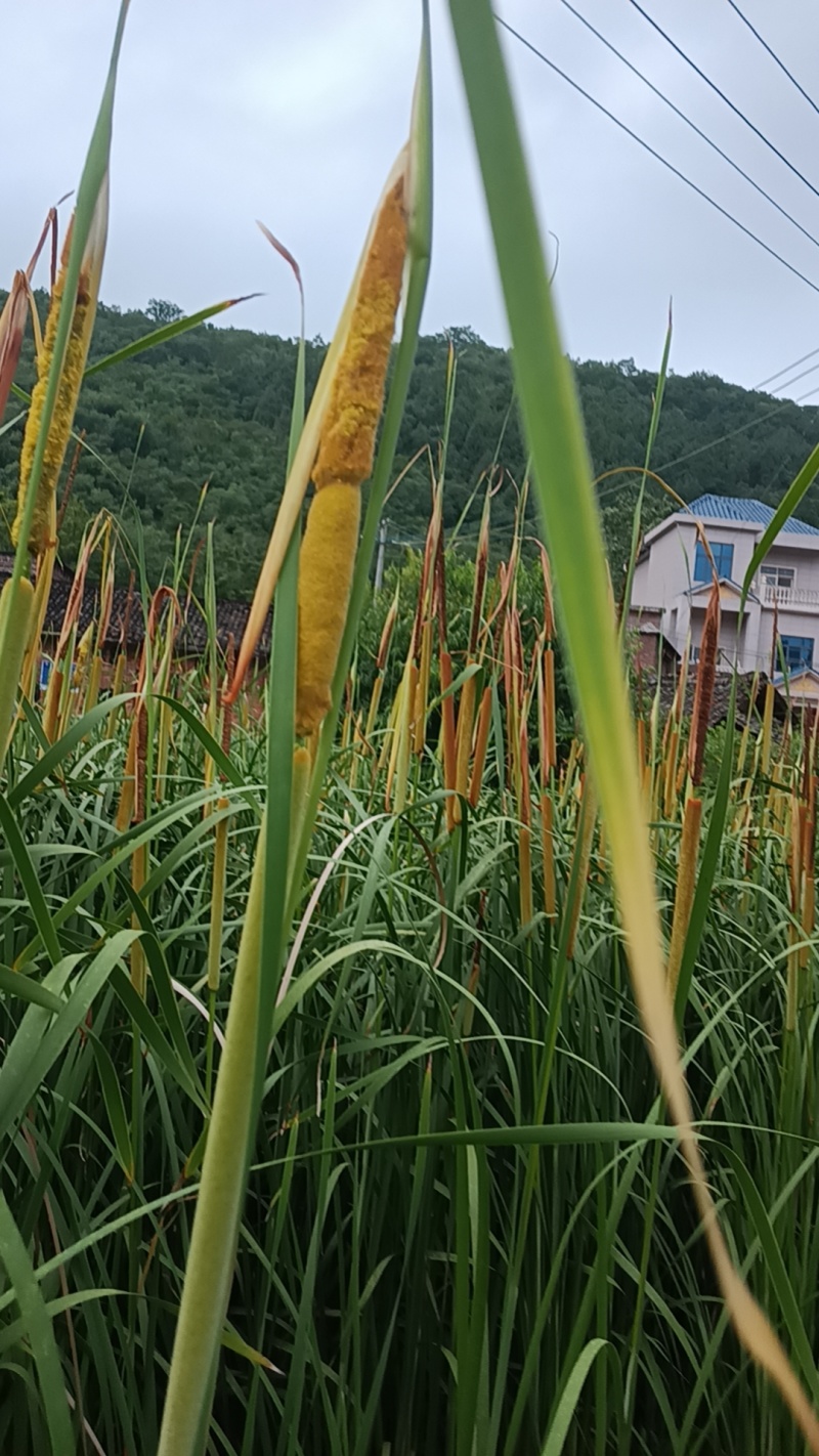 蒲黄