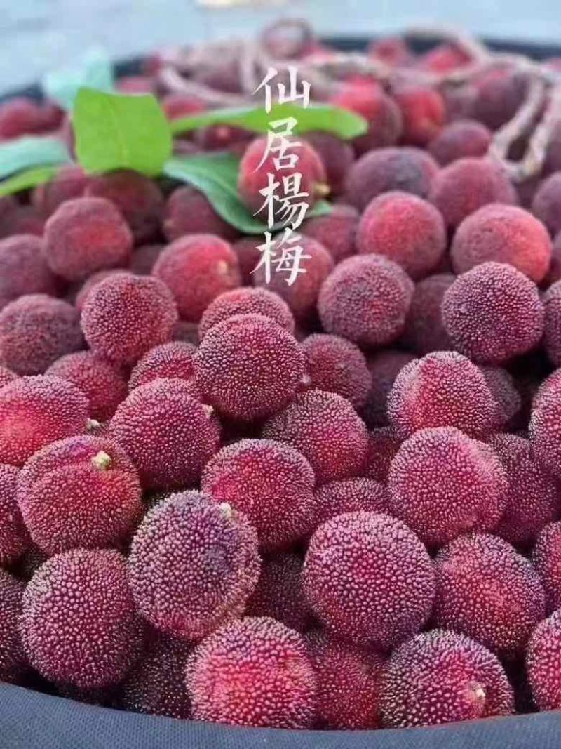 自家果园仙居杨梅产地直发，可一件代发