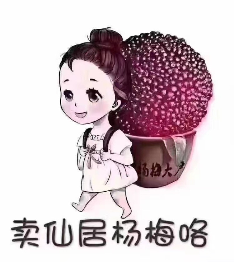 自家果园仙居杨梅产地直发，可一件代发