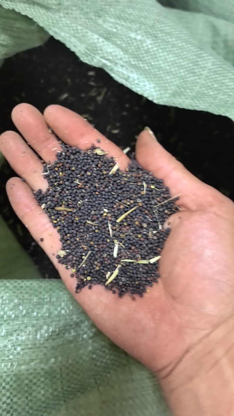 油菜籽