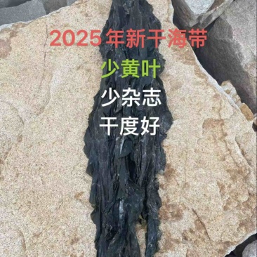 2025年新干海带（少沙、少杂质、少黄叶）
