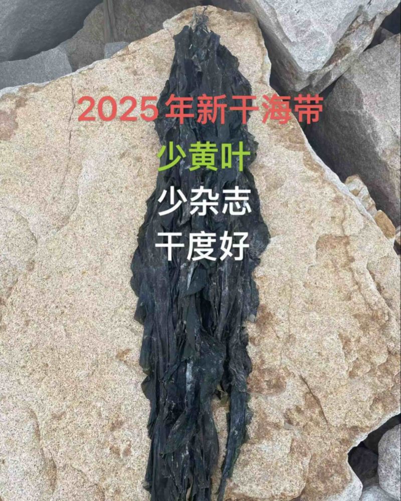 2025年新干海带（少沙、少杂质、少黄叶）