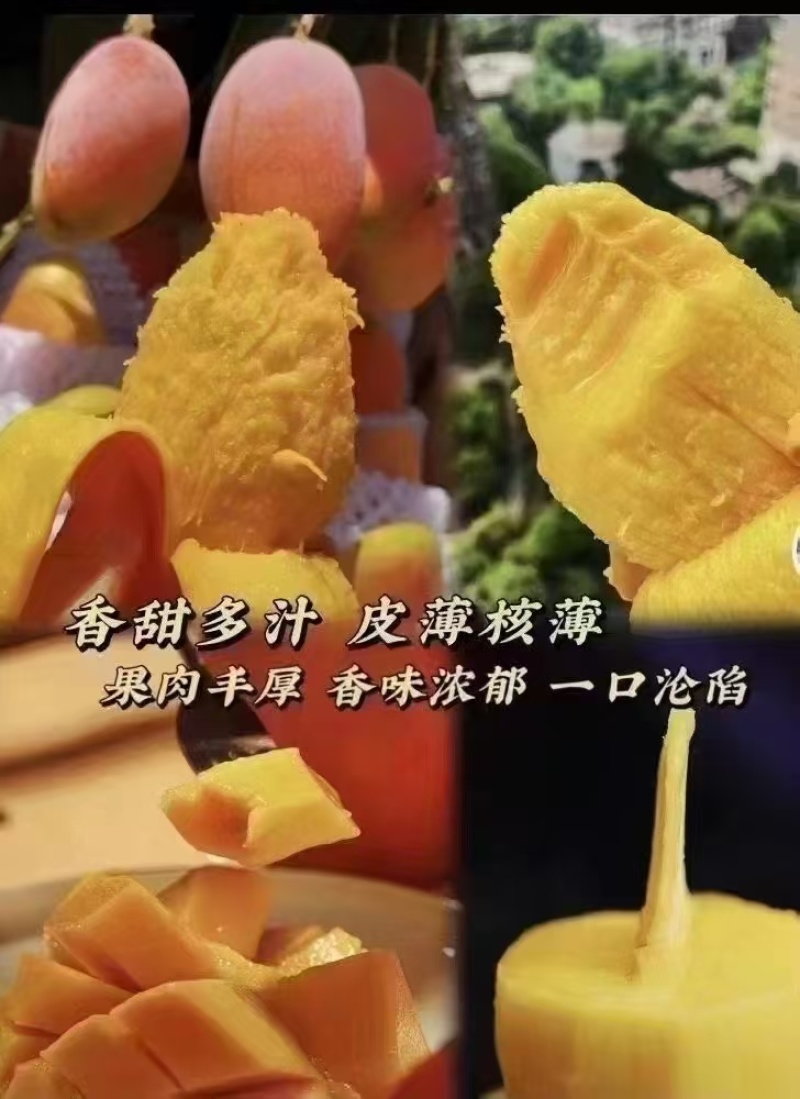 四川凉山芒果