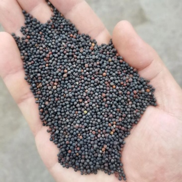 油菜籽40000斤