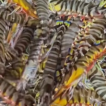 50头斑节虾