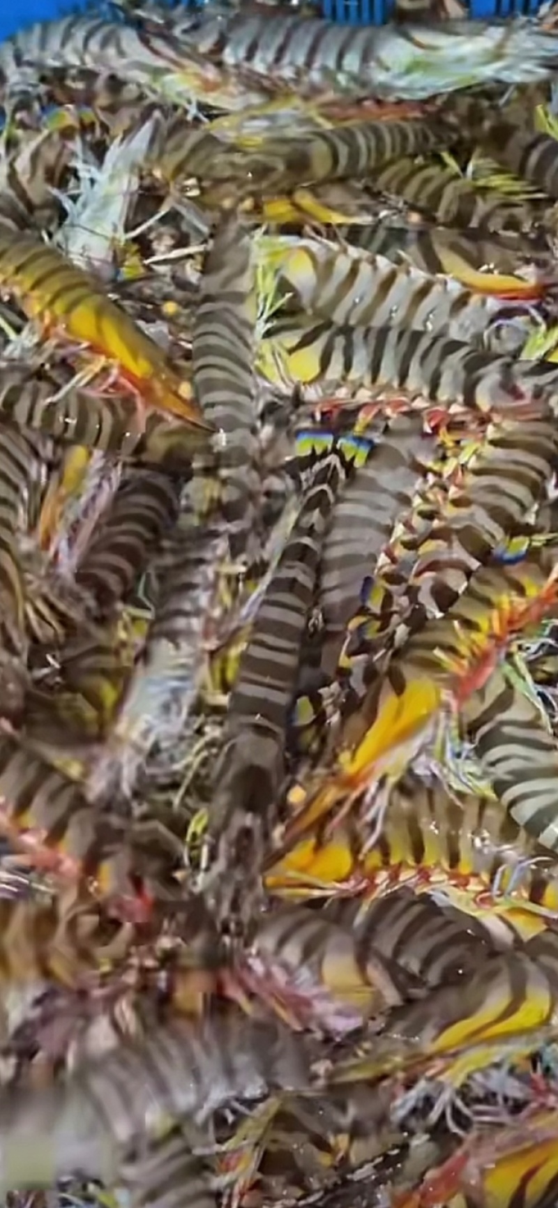 50头斑节虾