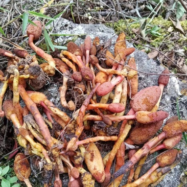 野生鲜山药材一支笔