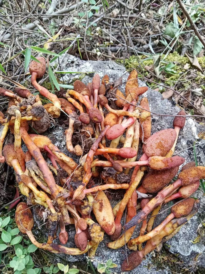 野生鲜山药材一支笔