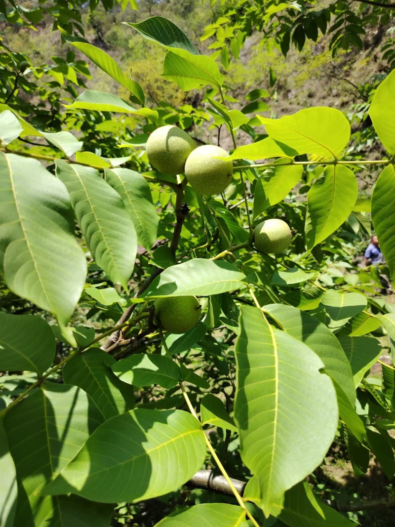 新疆核桃