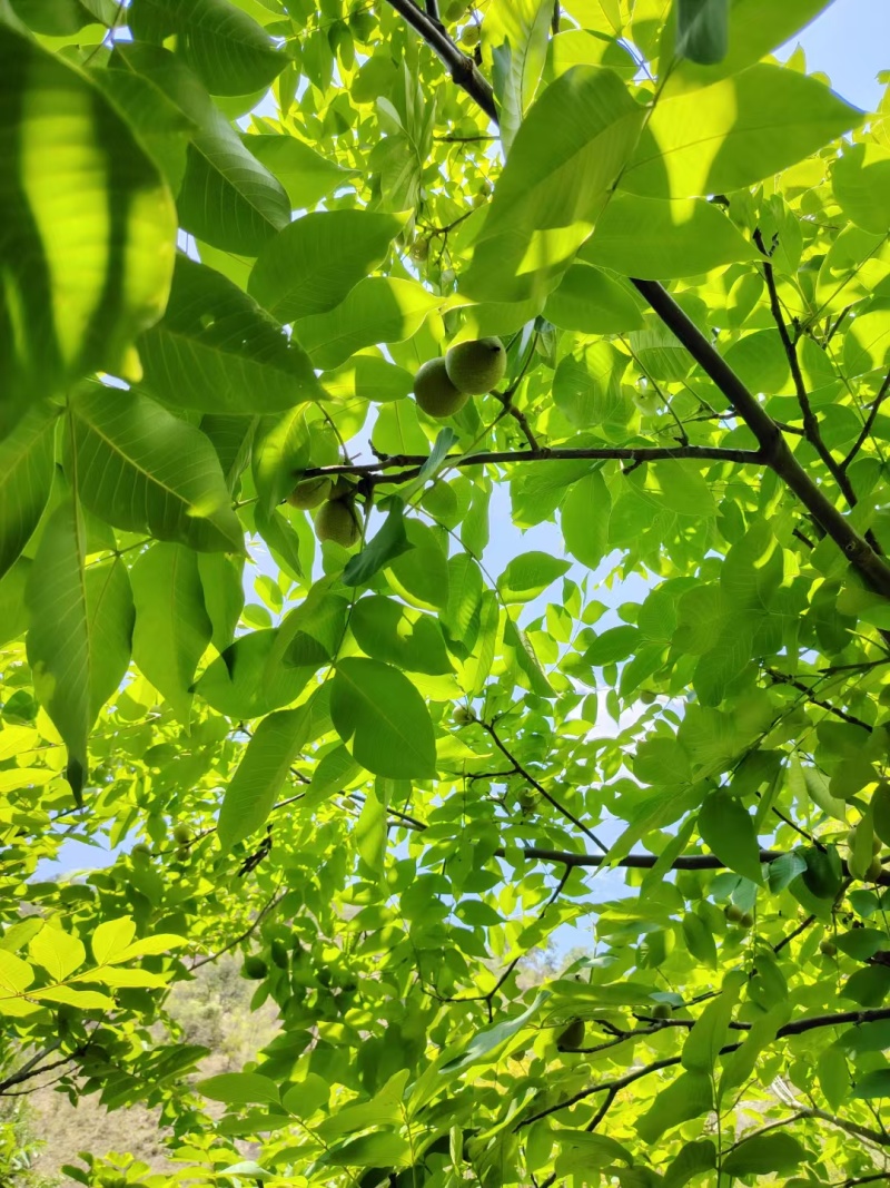 新疆核桃
