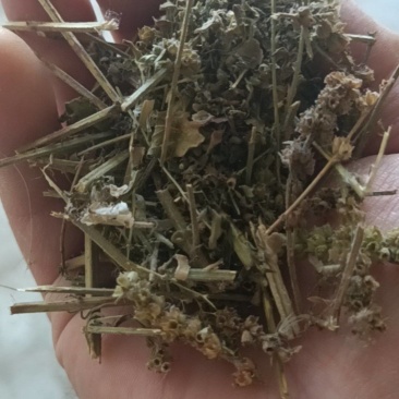 荆芥