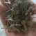 荆芥