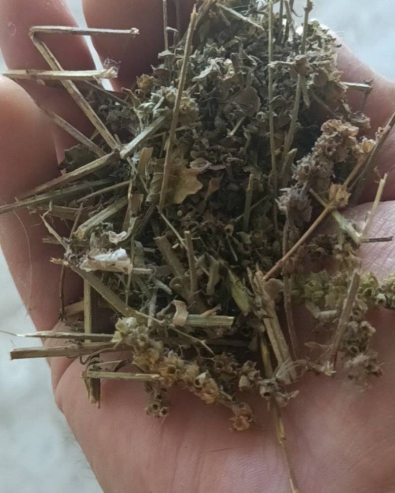 荆芥