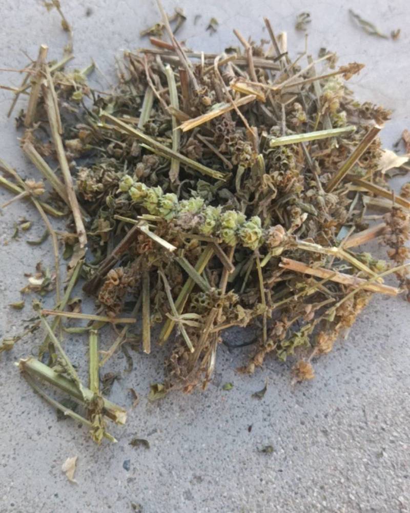 荆芥