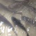 鱼
