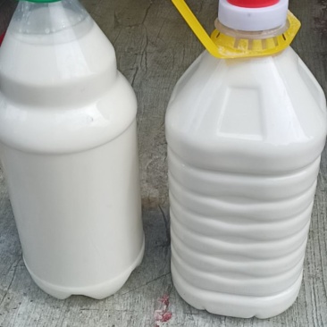 鲜羊奶