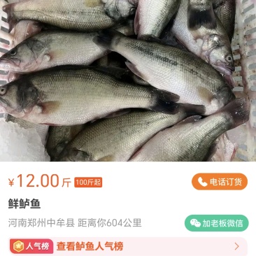 鲈鱼