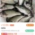 鲈鱼