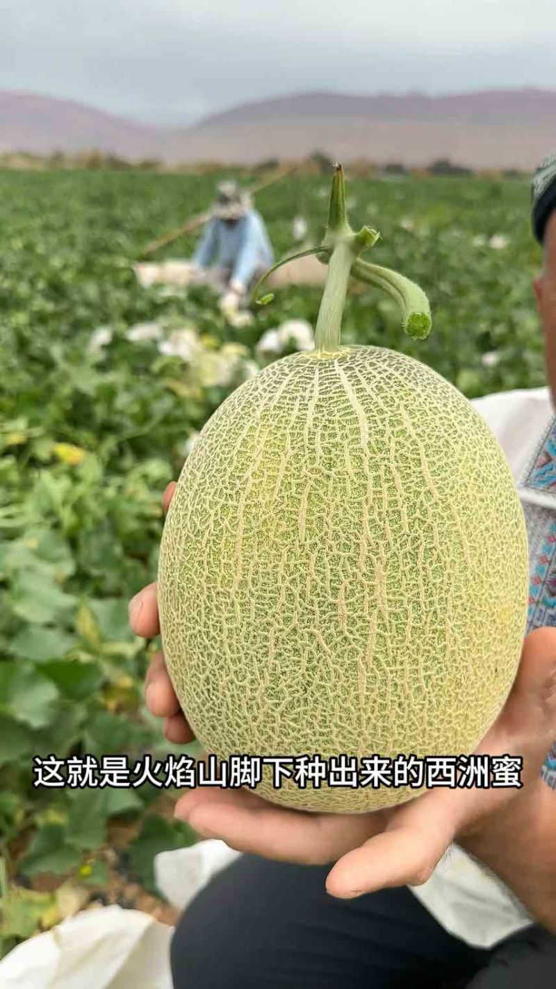 西州蜜25号