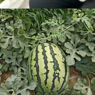 新疆西瓜
