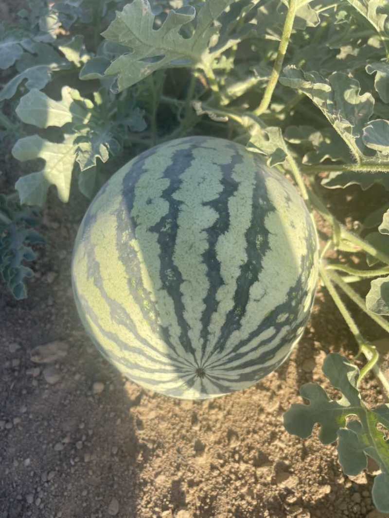 新疆西瓜
