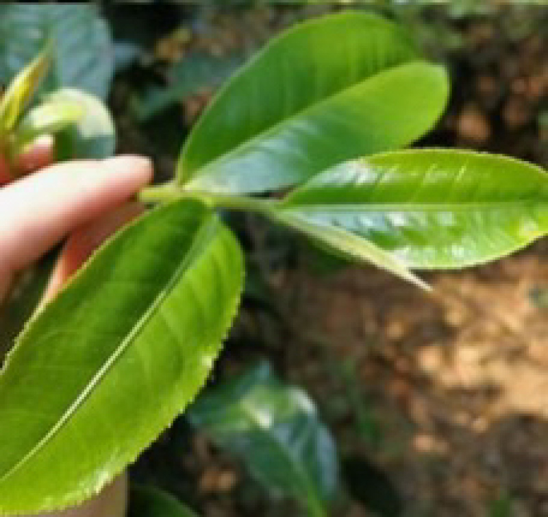 冰岛古树普洱散茶