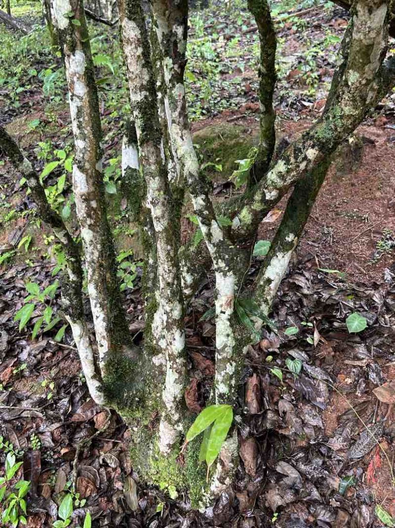 冰岛古树普洱散茶