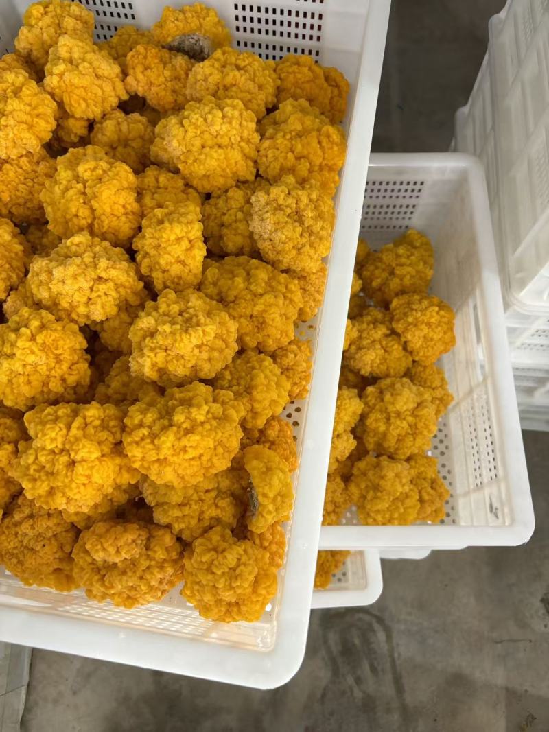 金耳菌